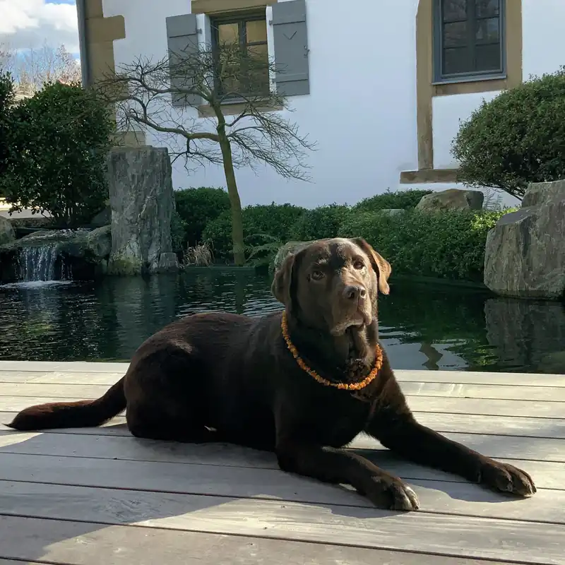 Allpets Bernsteinkette 35 cm Günstig